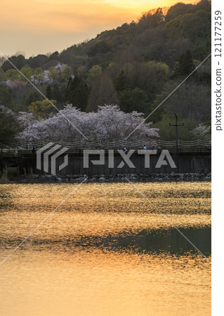 夕陽下公園裡盛開的櫻花 夕陽下公園裡盛開的櫻花 121177259