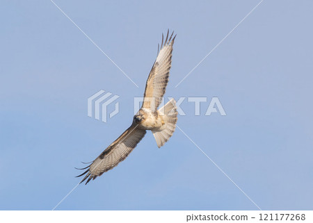 Flying wild boar 121177268