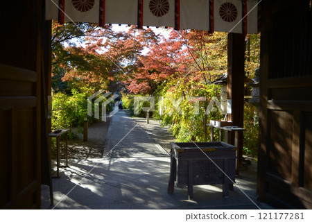 Autumn leaves along the approach to Nashiki Shrine, Kamigyo Ward, Kyoto City 121177281