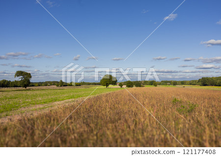 A vast golden wheat field stretches to the horizon under a clear blue sky. A few scattered trees dot the landscape, adding depth and interest to the scene. A vast golden wheat field stretches to the horizon under a clear blue sky. A few scattered trees dot the landscape, adding depth and interest to the scene. 121177408