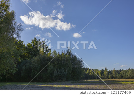 A serene landscape of a green field bordered by a lush forest. The sky is a clear blue with a few fluffy clouds. The image captures the beauty of nature and the tranquility of rural life. 121177409