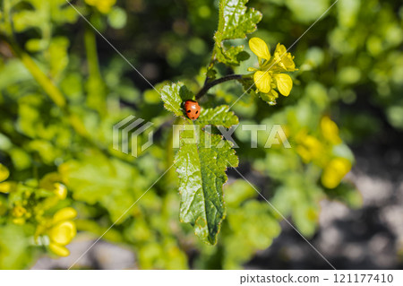 A small red ladybug perched on a bright yellow flower in a green field. The image captures the beauty of nature and the delicate balance of the ecosystem. 121177410
