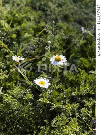 A closeup of delicate white wildflowers blooming in a lush green field. The image captures the beauty of nature and the simplicity of wildflowers. 121177414