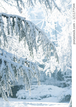 Snow covered trees. Winter forest Snow covered trees. Winter forest 121177544