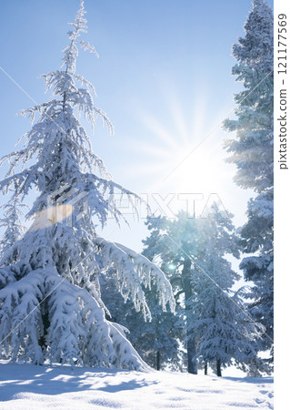 Snow covered trees. Winter forest Snow covered trees. Winter forest 121177569