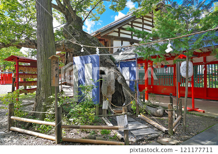 【生島蘆島神社(情侶櫸樹)】長野縣上田市下鄉中池西 【生島蘆島神社(情侶櫸樹)】長野縣上田市下鄉中池西 121177711