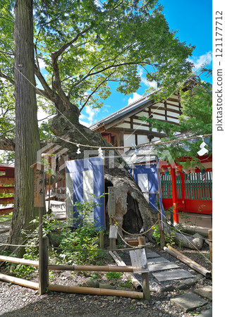 [Ikushima Ashishima Shrine (couple zelkova trees)] Shimonogo Nakaike Nishi, Ueda City, Nagano Prefecture 121177712