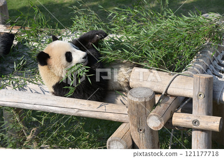 Beach where bamboo is eaten on playground equipment 121177718