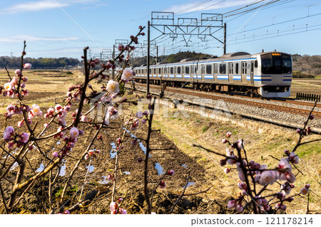 Plum blossoms and the Sobu Rapid Line E217 series 121178214