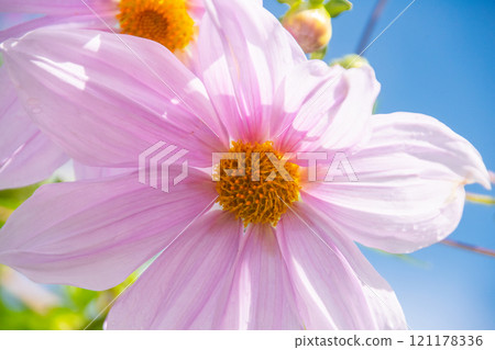 Emperor Dahlia in the Blue Sky 121178336
