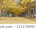 Ginkgo bunches Ginkgo bunches 121178491