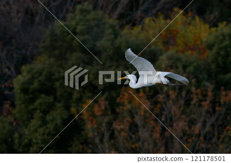 Flight of Daisuke Flight of Daisuke 121178501