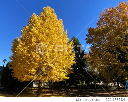 2024年12月的銀杏葉黃了 2024年12月的銀杏葉黃了 121178584