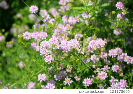 Flower of Tama Saki Kuff Fuji 121178695