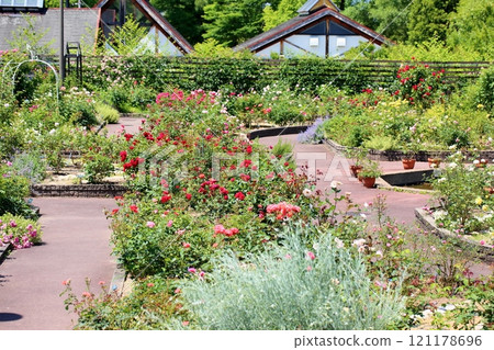 Summer rose garden Summer rose garden 121178696
