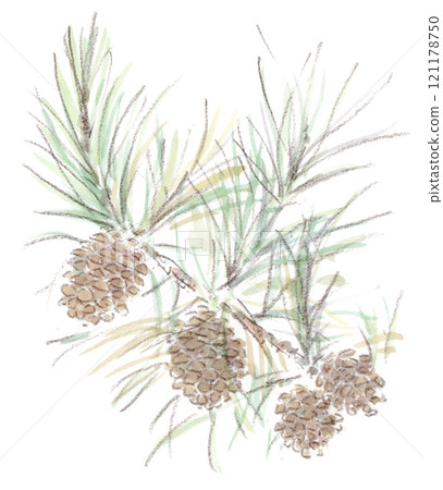 秋季植物的水彩插圖，松果的樹枝上有華麗的松果。 121178750
