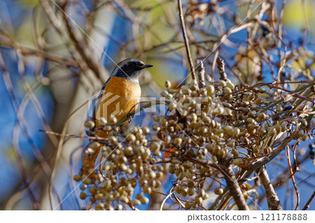 Daurian redstart (male) feeding on the fruit of the mountain goby Daurian redstart (male) feeding on the fruit of the mountain goby 121178888
