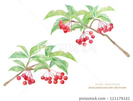 Vector illustration of a manryo painted in watercolor 121179181