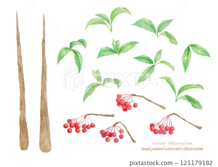 向量圖的 manryo 畫水彩 121179182