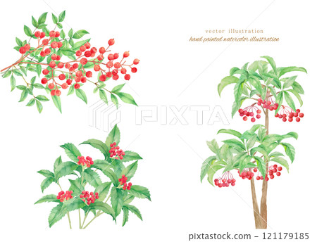 水彩畫紅色水果植物的向量圖解 121179185