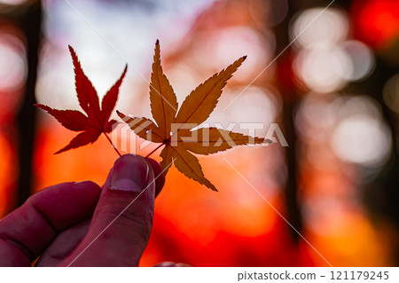 Autumn scenery at Bishamon-do Temple in Kyoto Autumn scenery at Bishamon-do Temple in Kyoto 121179245