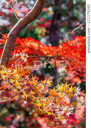 Autumn scenery at Bishamon-do Temple in Kyoto 121179262