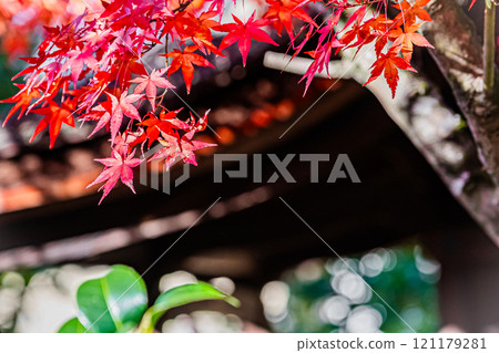 Autumn scenery at Bishamon-do Temple in Kyoto 121179281