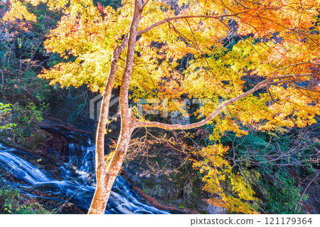 [Chiba Prefecture] Boso Yoro Valley, Awamatano Falls - Autumn foliage in the upper reaches 121179364
