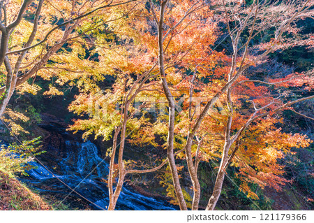 [Chiba Prefecture] Boso Yoro Valley, Awamatano Falls - Autumn foliage in the upper reaches 121179366