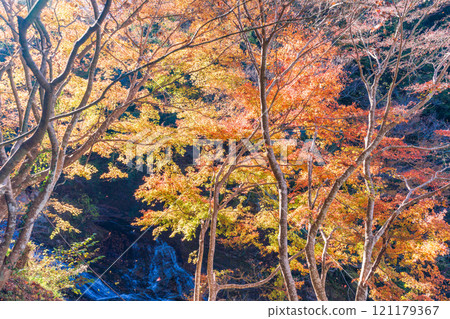 [Chiba Prefecture] Boso Yoro Valley, Awamatano Falls - Autumn foliage in the upper reaches 121179367
