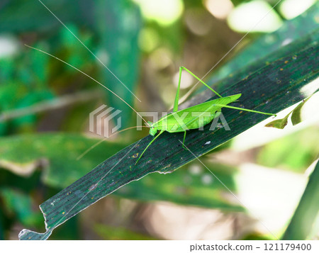 A female morning glory bug resting on a leaf 121179400