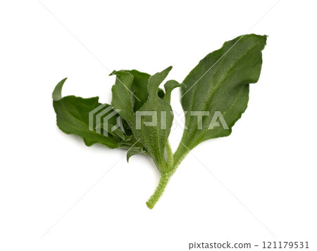 Ice plant Ice plant 121179531