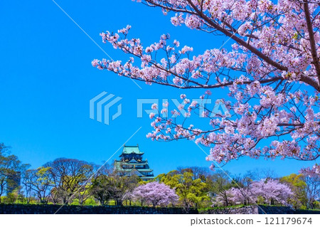 Cherry blossoms at Osaka Castle Cherry blossoms at Osaka Castle 121179674