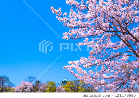 Cherry blossoms at Osaka Castle 121179680