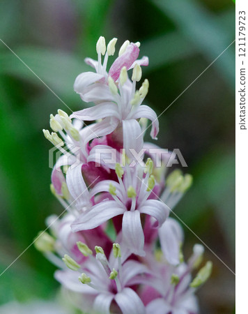 木犀科的開花 木犀科的開花 121179723