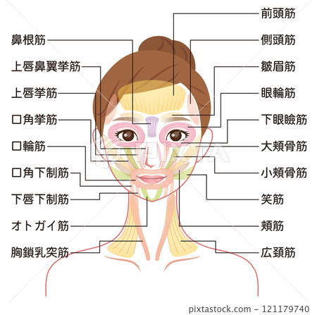 臉部肌肉結構 美容臉部肌肉 臉部肌肉結構 美容臉部肌肉 121179740