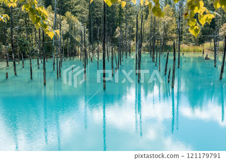 【美瑛町白金青池和水鏡】 121179791