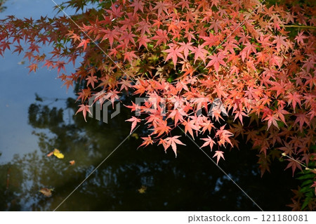 Ise Shrine Geku in late autumn Ise Shrine Geku in late autumn 121180081