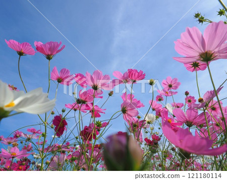 Cosmos field in Yoshizu, Mino Town 2024 [Yoshizu, Mino Town, Mitoyo City, Kagawa Prefecture] 16 121180114