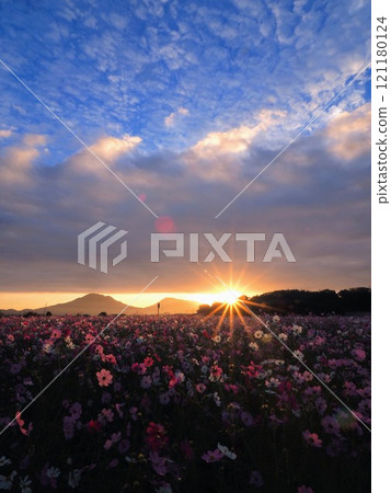 Cosmos field in Yoshizu, Mino Town 2024 [Yoshizu, Mino Town, Mitoyo City, Kagawa Prefecture] 6 121180124