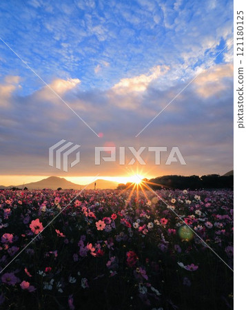 Cosmos field in Yoshizu, Mino Town 2024 [Yoshizu, Mino Town, Mitoyo City, Kagawa Prefecture] 5 121180125