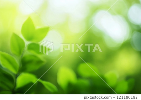 Blurred greenery leaves of tree forest 121180182