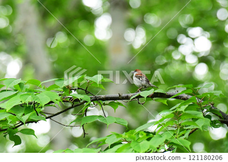 A New-Year-Old Sparrow Perched on a Cherry Blossom Branch A New-Year-Old Sparrow Perched on a Cherry Blossom Branch 121180206