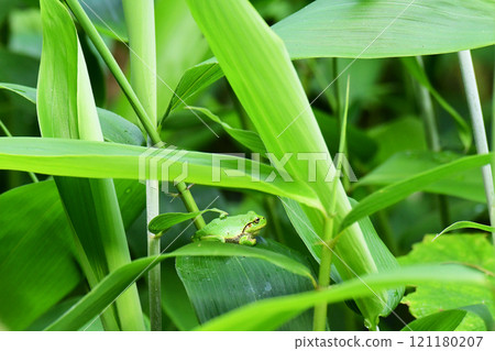 A tree frog resting on a bamboo leaf A tree frog resting on a bamboo leaf 121180207