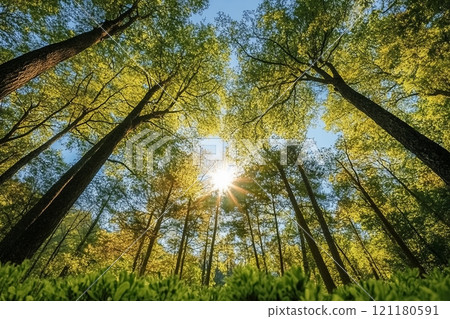 Observing the sun peeking through the trees in a forest is a serene experience, surrounded by terrestrial plants and a variety of shades of green and brown in the natural landscape Observing the sun peeking through the trees in a forest is a serene experience, surrounded by terrestrial plants and a variety of shades of green and brown in the natural landscape 121180591