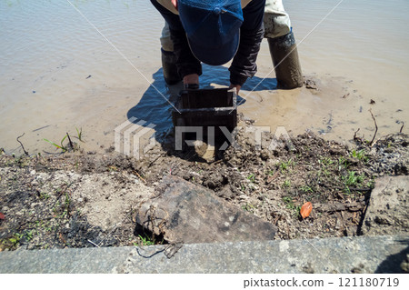 rice planting, male, males 121180719