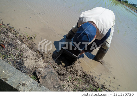 rice planting, male, males 121180720
