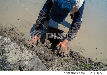 rice planting, male, males 121180723