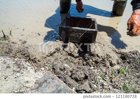 rice planting, male, males 121180728