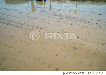rice planting, rice transplanter, paddy 121180734
